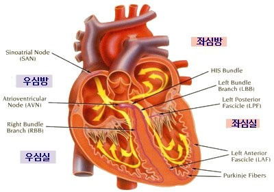 965-여성 1 사진.jpg