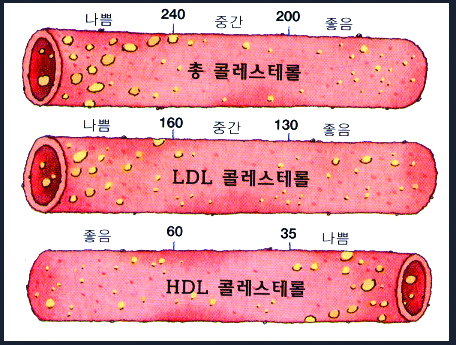 1101-여성 1 사진 2.jpg