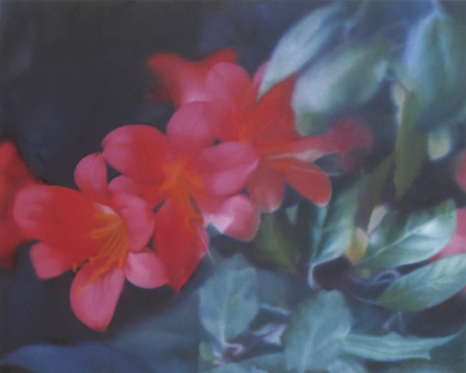 Gerhard Richter, Flowers, 1977.jpg