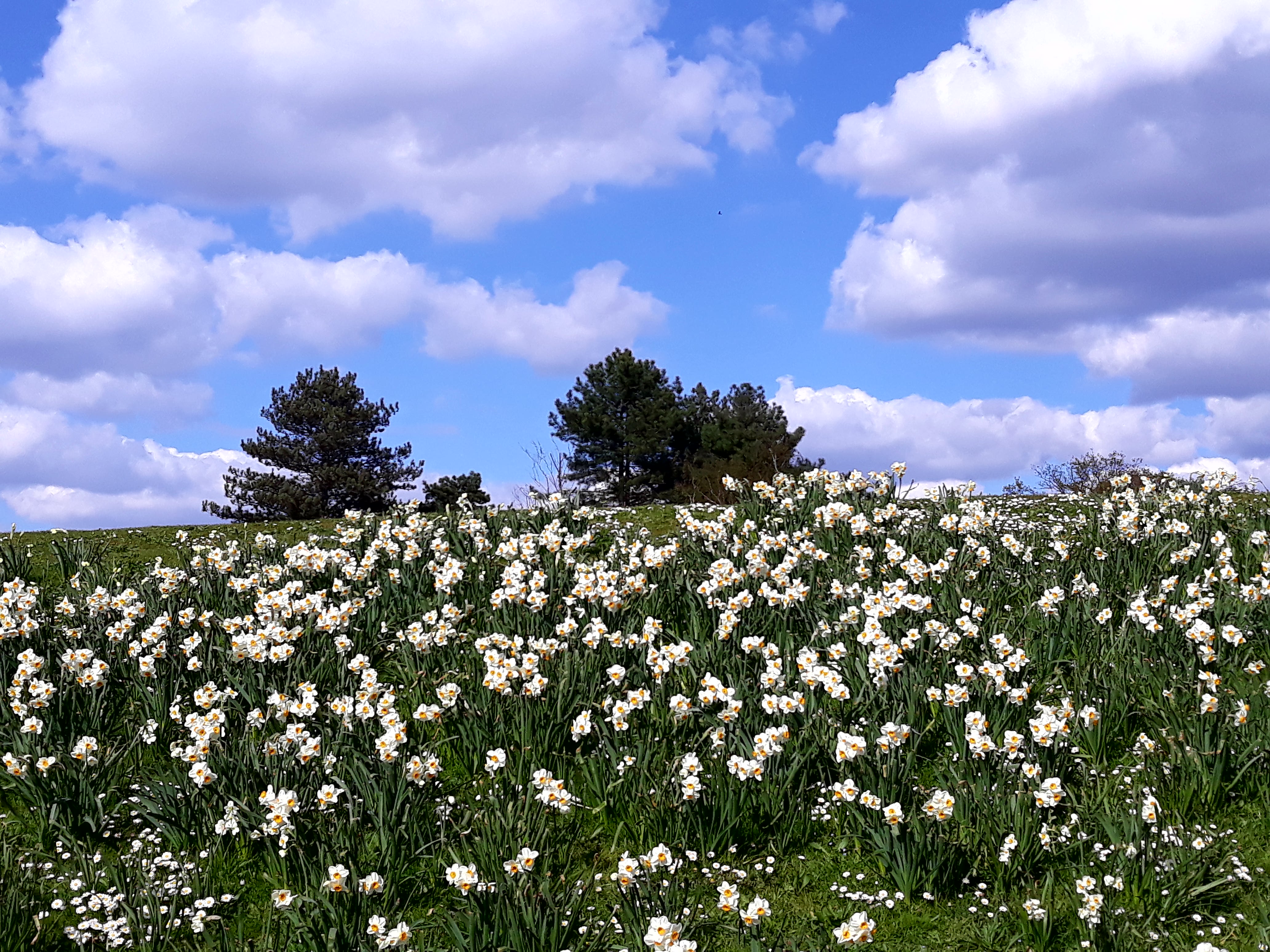 parc floral02.jpg