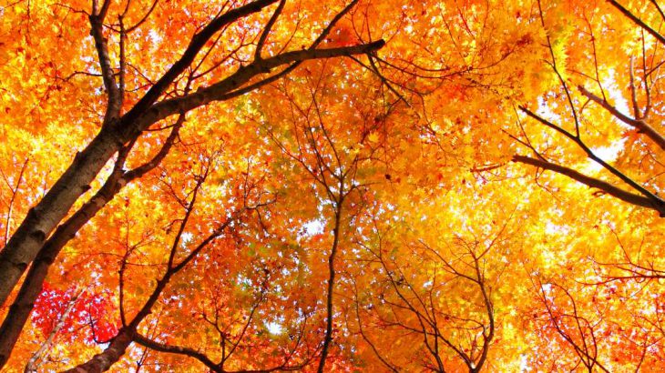 autumnheader-730x410.jpg