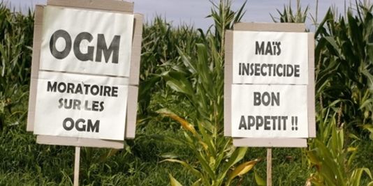 국회, 프랑스에서 유전자 변형 옥수수 재배 금지 결정.jpg